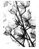 grafiki i ilustracje Cotton flowers 1