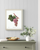 grafiki i ilustracje PLAKATY botaniczne winogrona winorośl 3