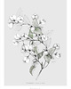 grafiki i ilustracje Jaśmin  print 50x70 cm 4