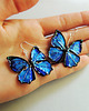 kolczyki - inne Kolczyki Motyle Kobaltowe 3