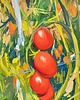 obrazy "  Pomidorki" 24*32 cm/ gwasz 1