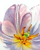 obrazy "Delikatne płatki tulipanów" 15*20 cm/ akwarela 4