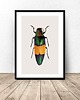 plakaty Plakat na ścianę z wielobarwnym żukiem 50x70 (500mm x 700mm) 1
