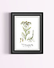 plakaty Plakat  ilustracja tablica botaniczna wrotycz 4