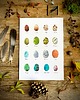 grafiki i ilustracje Jajka - grafika- ilustracja- plakat- eggs 1