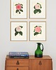 grafiki i ilustracje Zestaw Grafik Botanicznych Vintage 4