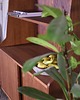 regały i półki Biblioteczka Highboard Classy 1