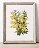 plakaty Plakat Mimoza 1