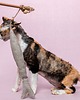 Zabawki dla zwierząt Wędka WILD CAT z zawieszką rybą SZPROT 1