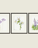 grafiki i ilustracje PLAKATY  botaniczne grafiki vintage kwiaty 2