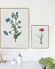 plakaty Commelina tuberosa - Plakat botaniczny - Retro 1