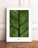 plakaty PLAKAT LIŚĆ z rośliną botaniczny Z LIŚCIEM 1