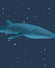 plakaty Plakat Rekin Wielorybi w kosmosie 1