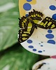 plakaty Plakat Magpie Moth the butterfly - dekoracja ścienna 3