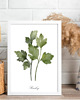 grafiki i ilustracje PLAKATY DO KUCHNI zioła botaniczne 3