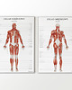 plakaty Plakat Mięśnie Człowieka 3