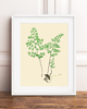 grafiki i ilustracje PLAKATY  botaniczne paproć grafiki  vintage 3