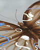 grafiki i ilustracje Motyl geometryczny - beżowy 2