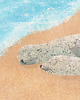 plakaty Półwysep Helski - Foki - plakat fine art 2
