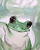 grafiki i ilustracje Zwierzęta mocy przewodnik akwarela tusz żaba orzeł łasica medytacja 2