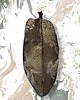 Ozdoby na ścianę Duży ceramiczny liść  45x17 cm 2