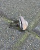 pierścionki - różne Blady cytryn  - pierścionek regulowany 1