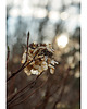 fotografia Hortensja 1