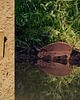 klocki i zabawki drewniane Nosorożec / Rhino 3
