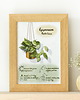 grafiki i ilustracje Instrukcja roślinna: EPIPREMNUM Marble Queen 1