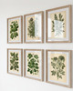grafiki i ilustracje PLAKATY DO KUCHNI zioła botaniczne vintage 1