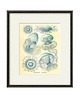 grafiki i ilustracje Rysunek grafika litografia meduza ocean 1