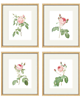 grafiki i ilustracje PLAKATY  botaniczne kwiaty róże ilustracje 3