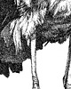grafiki i ilustracje Bocian 3
