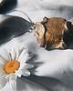 wisiory IN SUN WE TRUST naturalny organiczny amulet Wiedźmy 2