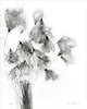 plakaty Plakat Wełnianka Eriophorum 40x50 cm 2