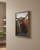 fotografia PLAKAT szkocka krowa  HIGHLANDS Szkocja 1