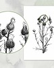 grafiki i ilustracje Osty 30x40  - grafika botaniczna 4