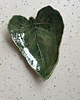 patery i talerze Liść łopianu #3 - ceramiczny talerzyk/patera 1