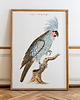 plakaty Plakat Vintage Obraz Grafika Parrot 1