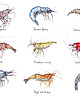 grafiki i ilustracje Krewetki- Prawns- Grafika- Ilustracja- Plakat 1