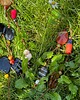 korale Naszyjnik z naturalnych kamieni , długi - Magia VINTAGE 2