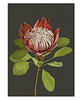 plakaty PLAKAT (poster) KWIAT PROTEA 1