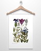 plakaty KWIATY GÓRSKIE  II plakat  A4, A3, 30x40cm 3