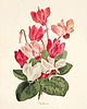 grafiki i ilustracje Zestaw Grafik Botanicznych Vintage 2