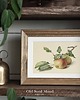 plakaty Plakat Vintage Jabłko Jabłoń 3