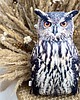 poduszki z grafiką Poduszka Mała Sowa Puchacz Bubo Bubo 2