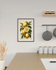 grafiki i ilustracje PLAKAT  grafika botaniczna  vintage cytryny 4