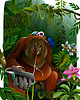 plakaty Plakat Orangutan 2