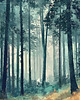 plakaty Plakat - Deep forest 1 2