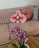 poduszki z grafiką Poduszka Duży Storczyk Orchidea Phalaenopsis 3